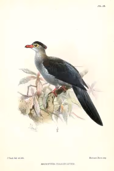 Ilustrasi Reinwardtoena crassirostris