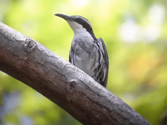 Dokumentasi Rhabdornis mystacalis
