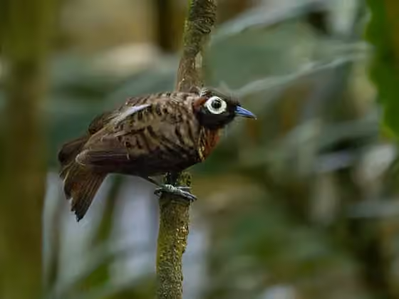 Dokumentasi Rhegmatorhina berlepschi