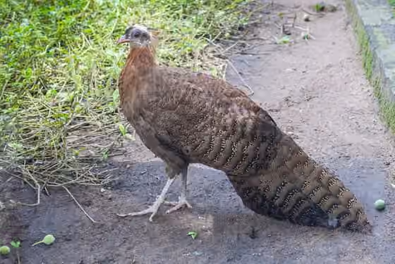 Dokumentasi Rheinardia ocellata