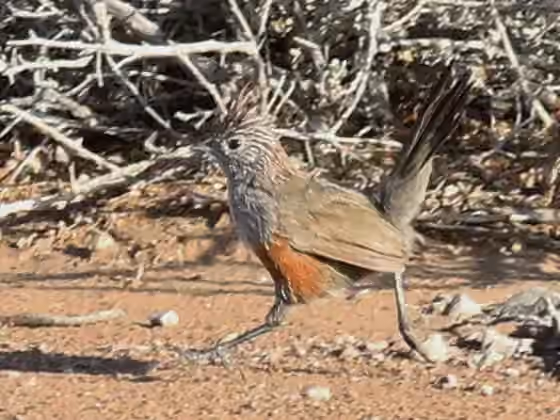 Dokumentasi Rhinocrypta lanceolata