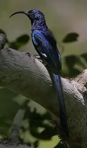 Dokumentasi Rhinopomastus cyanomelas