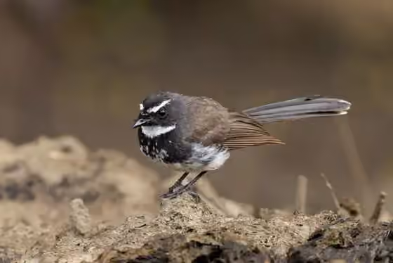 Dokumentasi Rhipidura albogularis