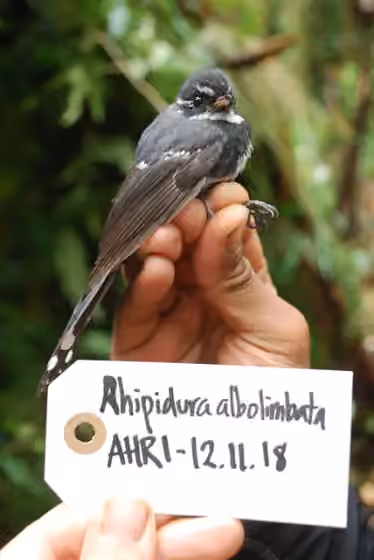 Dokumentasi Rhipidura albolimbata
