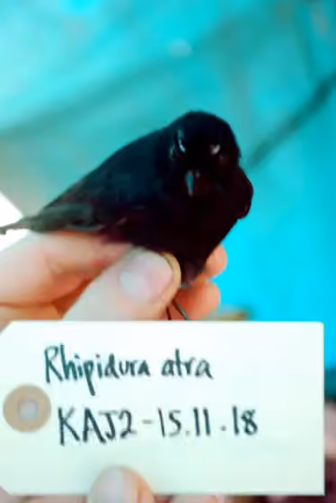 Dokumentasi Rhipidura atra