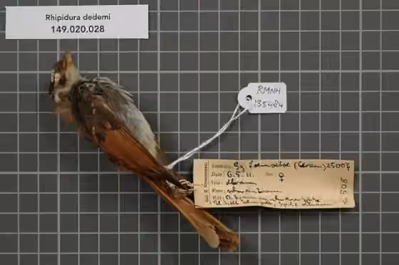 Spesimen museum Rhipidura dedemi