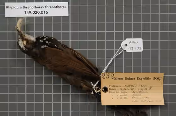 Spesimen museum Rhipidura threnothorax