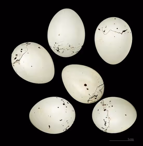Dokumentasi Rhodospiza obsoleta