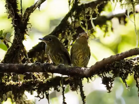 Dokumentasi Rhynchocyclus pacificus