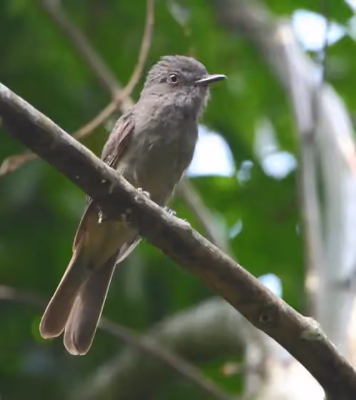Dokumentasi Rhytipterna simplex