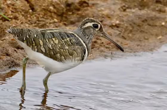 Dokumentasi Rostratula benghalensis