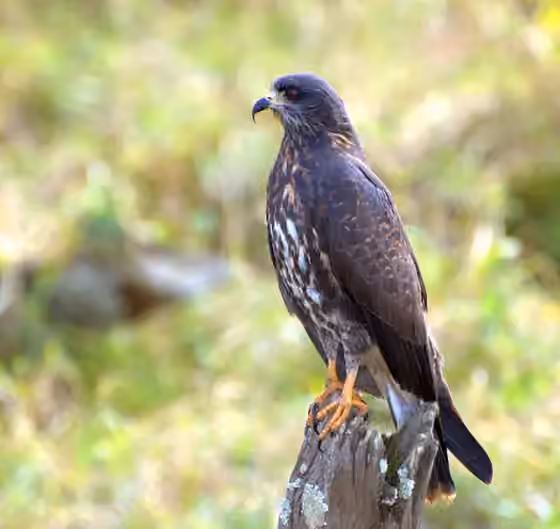 Dokumentasi Rostrhamus sociabilis