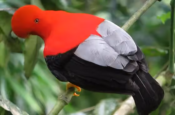 Dokumentasi Rupicola peruvianus