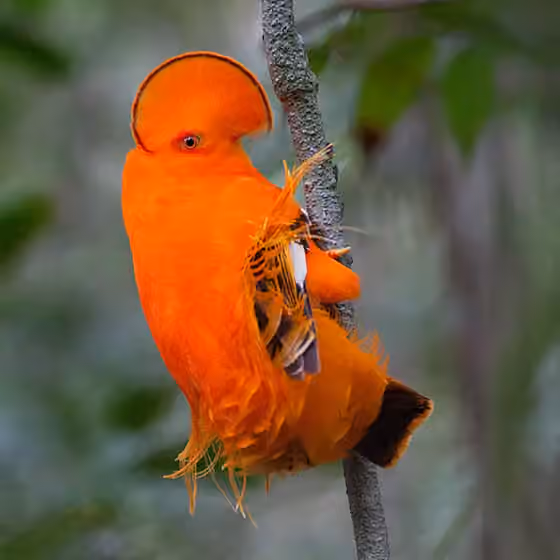 Dokumentasi Rupicola rupicola
