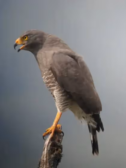 Dokumentasi Rupornis magnirostris