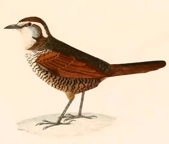 Ilustrasi Scelorchilus albicollis