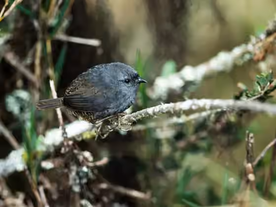 Dokumentasi Scytalopus altirostris