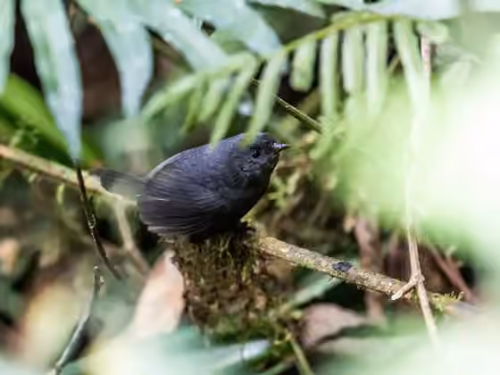 Dokumentasi Scytalopus parvirostris