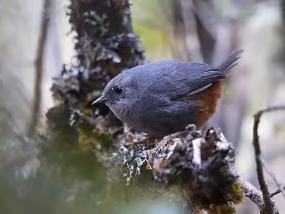 Dokumentasi Scytalopus urubambae