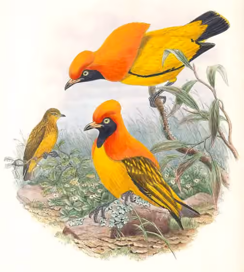 Ilustrasi Sericulus aureus