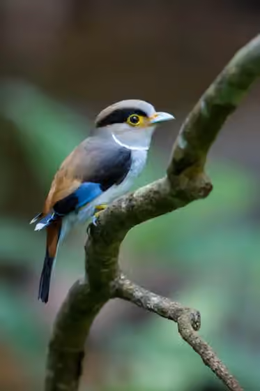 Dokumentasi Serilophus lunatus