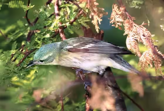 Dokumentasi Setophaga cerulea
