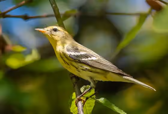 Dokumentasi Setophaga fusca