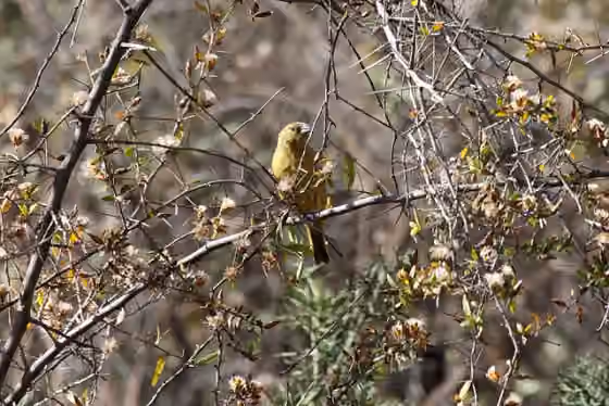 Dokumentasi Sicalis olivascens