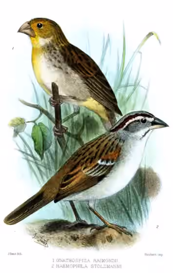 Ilustrasi Sicalis raimondii pada burung nomor 1 di kiri atas; burung nomor 2 di kanan bawah merupakan takson lain.