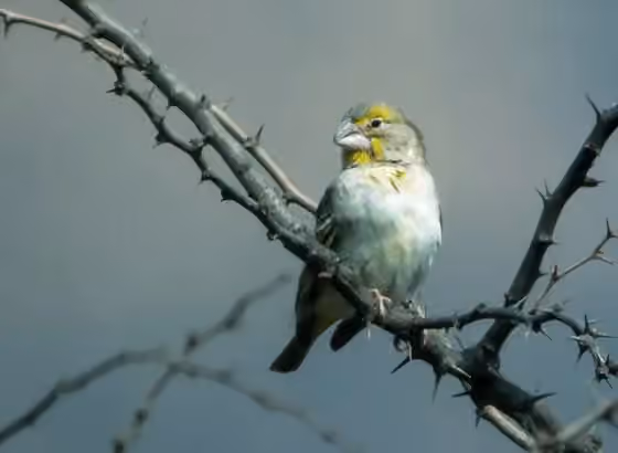 Dokumentasi Sicalis taczanowskii