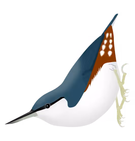 Dokumentasi Sitta arctica
