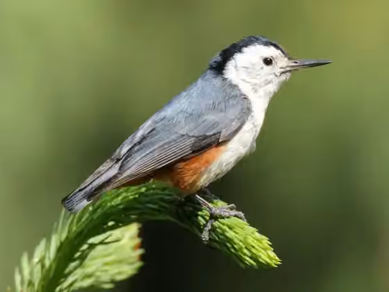 Dokumentasi Sitta leucopsis