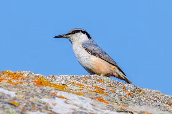 Dokumentasi Sitta tephronota