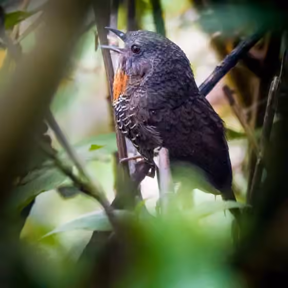 Dokumentasi Spelaeornis badeigularis