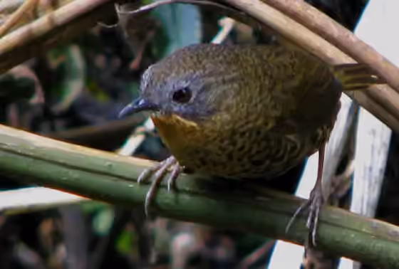 Dokumentasi Spelaeornis caudatus