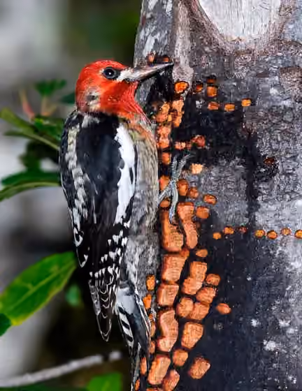 Dokumentasi Sphyrapicus ruber