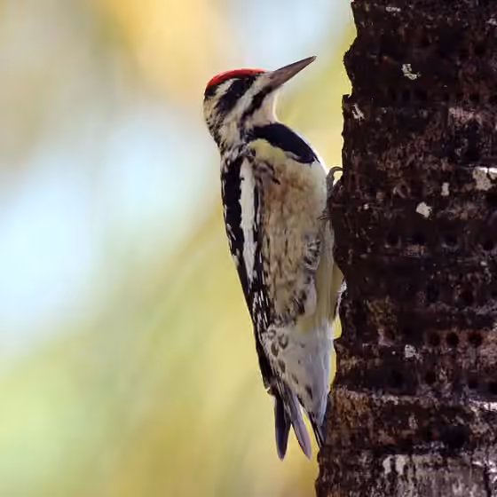 Dokumentasi Sphyrapicus varius