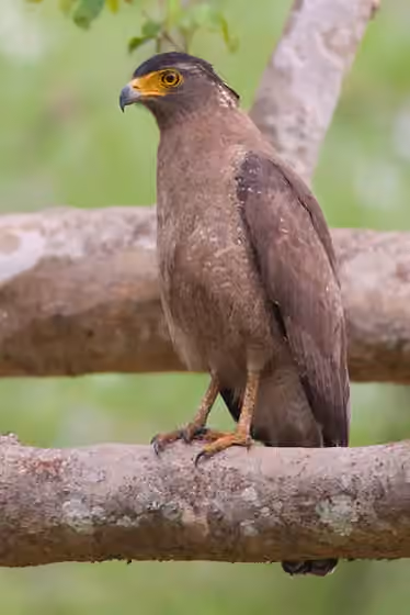 Dokumentasi Spilornis cheela