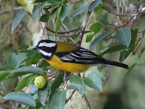 Dokumentasi Spindalis nigricephala