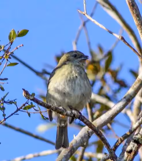 Dokumentasi Spinus dominicensis