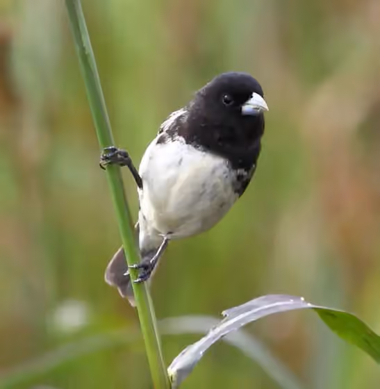 Dokumentasi Sporophila ardesiaca