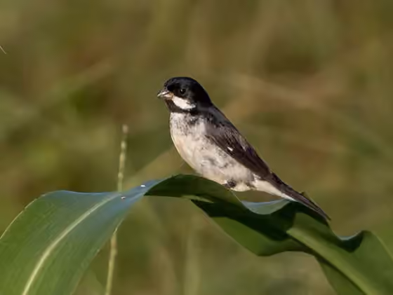 Dokumentasi Sporophila bouvronides