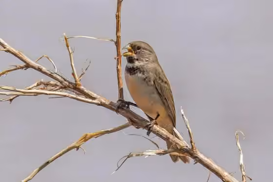 Dokumentasi Sporophila caerulescens
