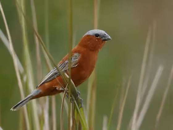 Dokumentasi Sporophila cinnamomea