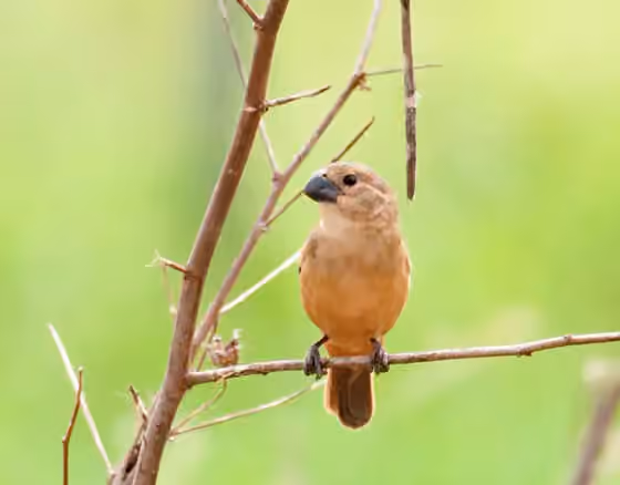 Dokumentasi Sporophila collaris
