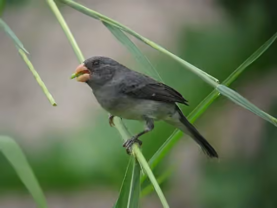 Dokumentasi Sporophila intermedia