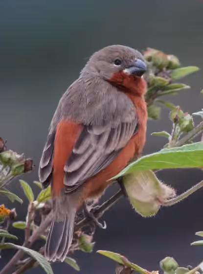 Dokumentasi Sporophila minuta