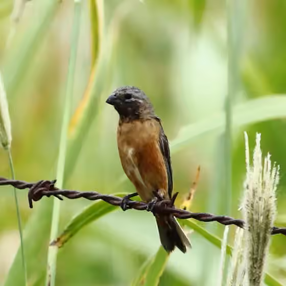 Dokumentasi Sporophila ruficollis