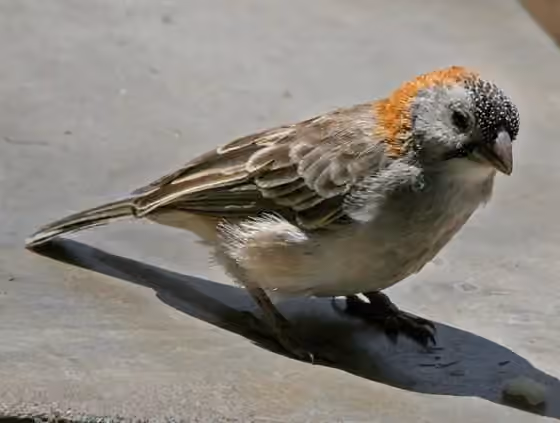 Dokumentasi Sporopipes frontalis