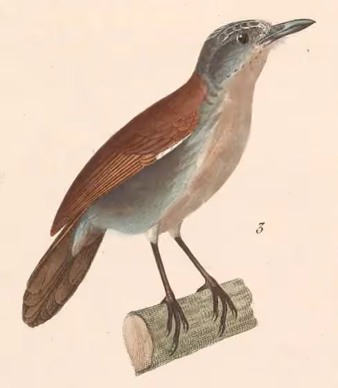 Ilustrasi Stachyris grammiceps